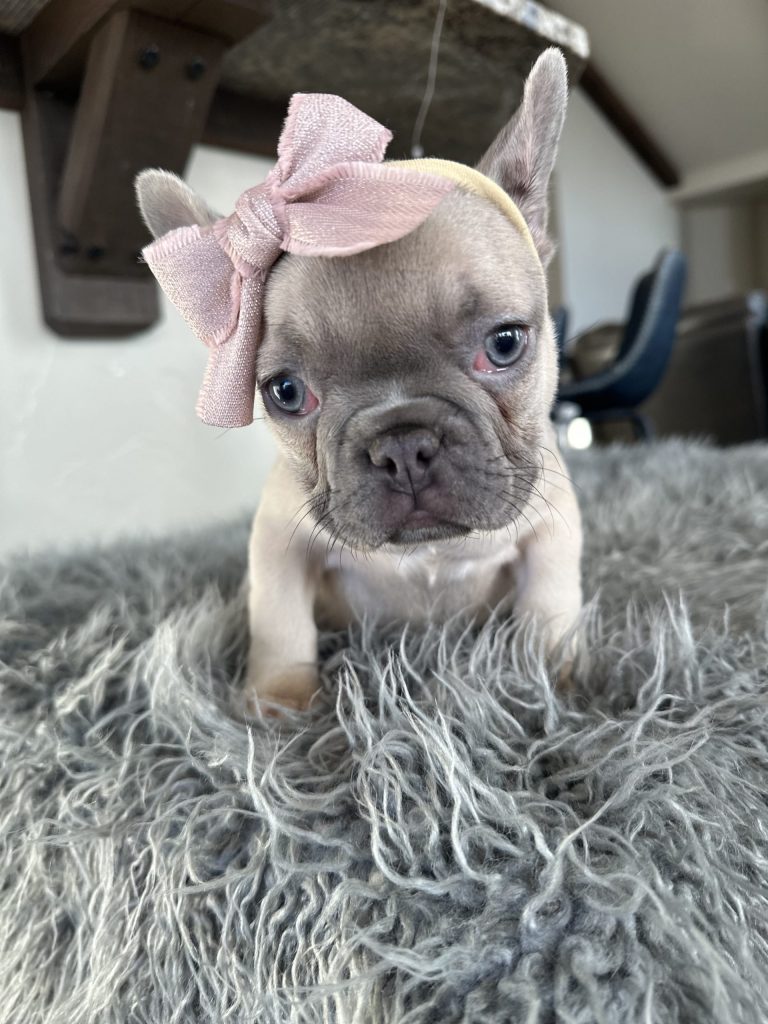 Emmy | Lilac Fawn French Bulldog Female | Available on Jan 2025