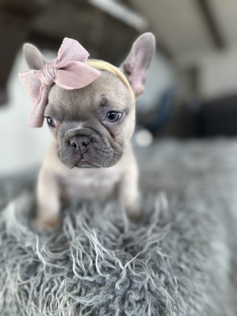 Emmy | Lilac Fawn French Bulldog Female | Available on Jan 2025
