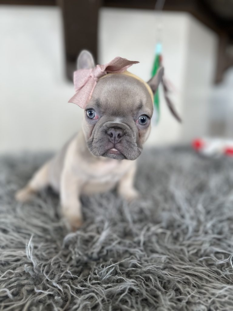 Emmy | Lilac Fawn French Bulldog Female | Available on Jan 2025