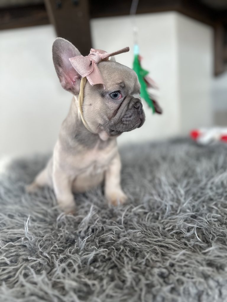 Emmy | Lilac Fawn French Bulldog Female | Available on Jan 2025