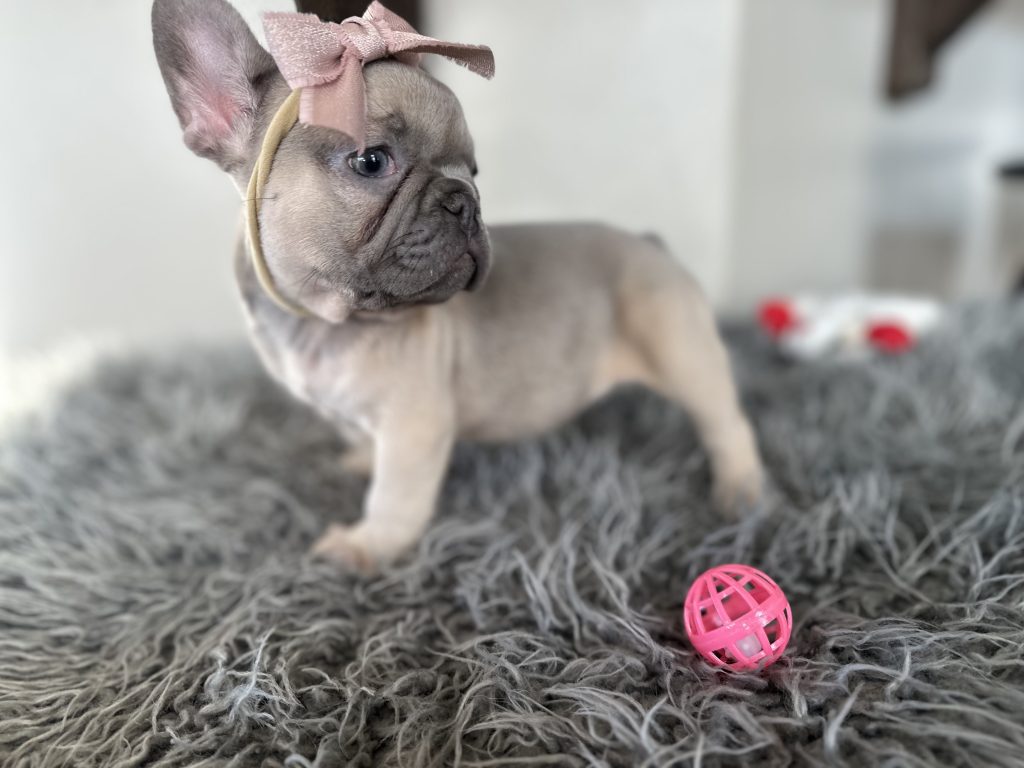 Emmy | Lilac Fawn French Bulldog Female | Available on Jan 2025