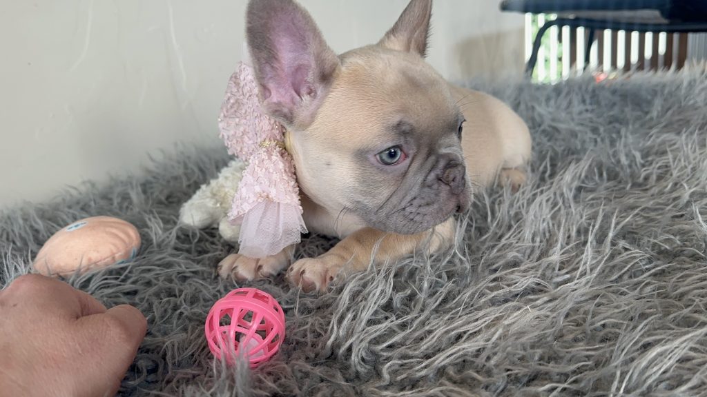 Emily | Lilac Fawn French Bulldog Female | Available on Jan 2025