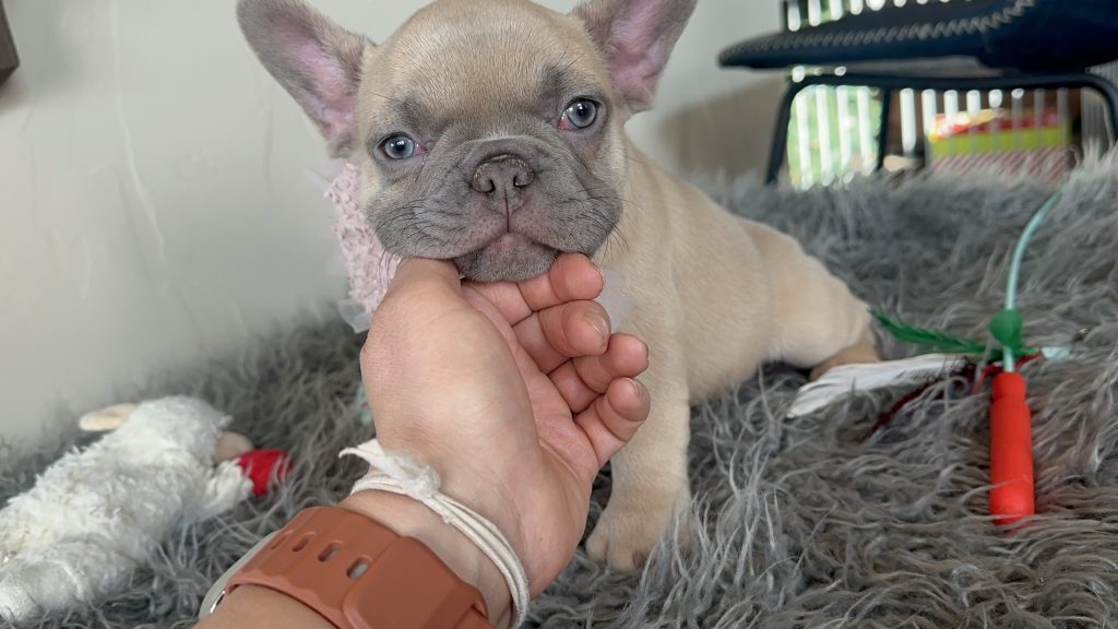 Emily | Lilac Fawn French Bulldog Female | Available on Jan 2025