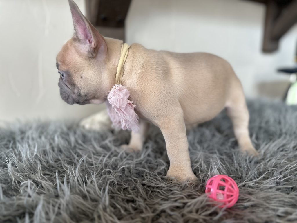 Emily | Lilac Fawn French Bulldog Female | Available on Jan 2025