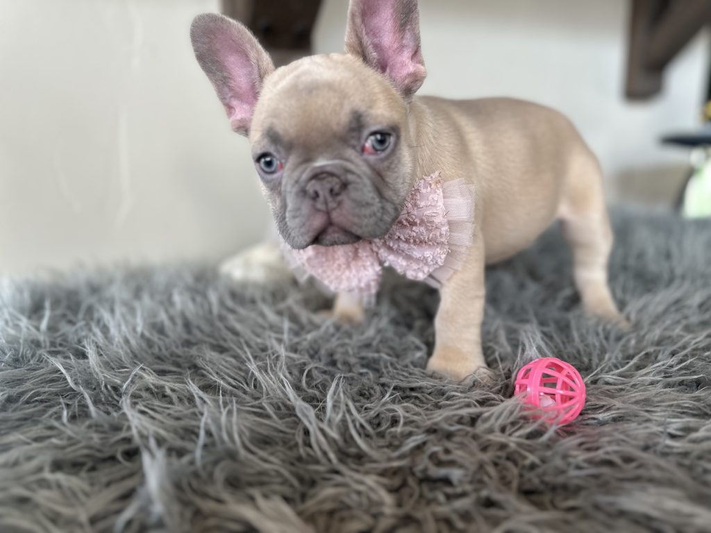 Emily | Lilac Fawn French Bulldog Female | Available on Jan 2025