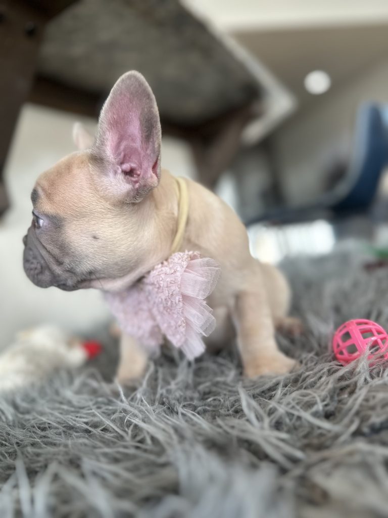 Emily | Lilac Fawn French Bulldog Female | Available on Jan 2025