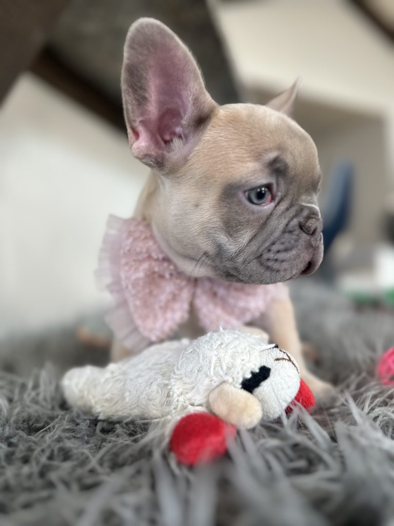 Emily | Lilac Fawn French Bulldog Female | Available on Jan 2025
