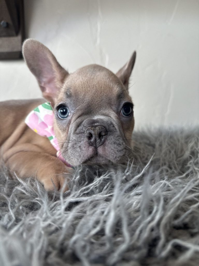 Eric | Lilac Fawn French Bulldog Male | Available on Jan 2025