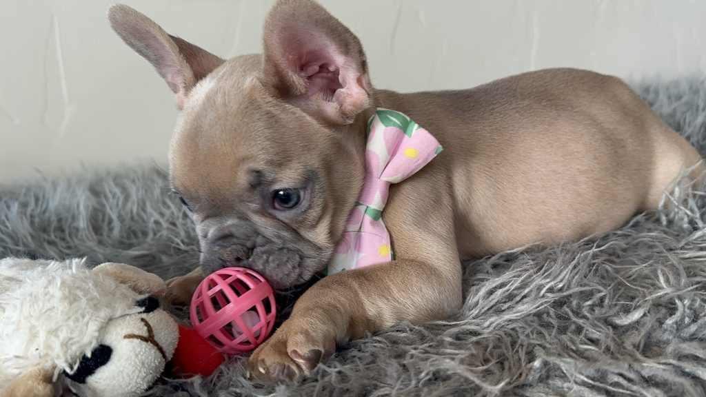 Eric | Lilac Fawn French Bulldog Male | Available on Jan 2025