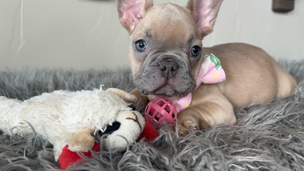 Eric | Lilac Fawn French Bulldog Male | Available on Jan 2025
