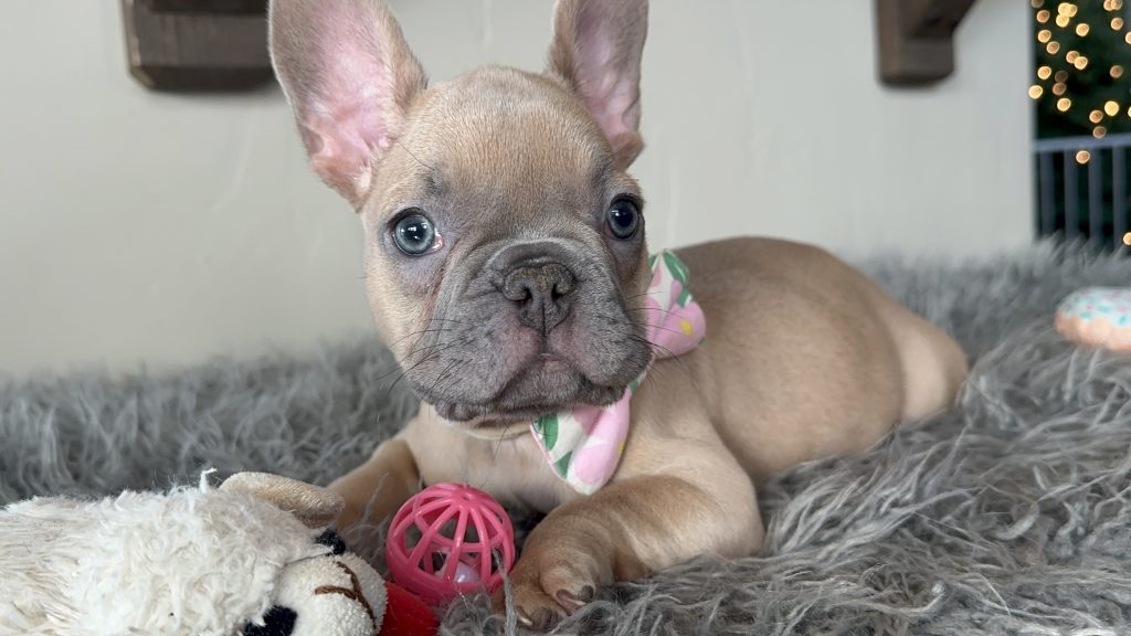 Eric | Lilac Fawn French Bulldog Male | Available on Jan 2025