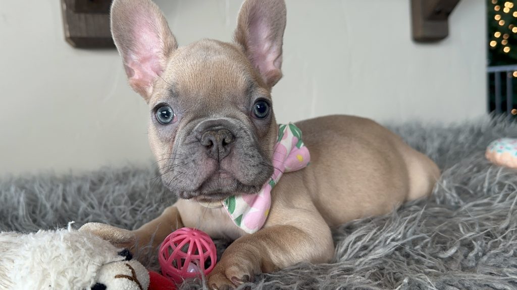 Eric | Lilac Fawn French Bulldog Male | Available on Jan 2025