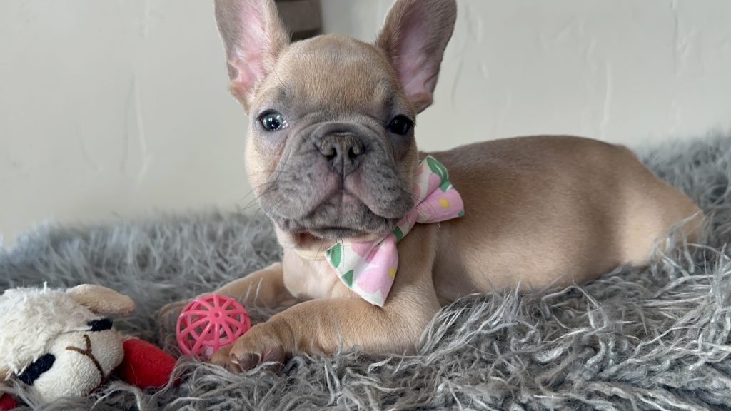 Eric | Lilac Fawn French Bulldog Male | Available on Jan 2025