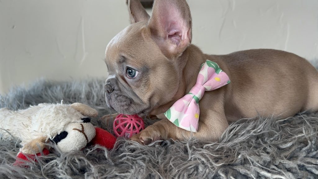 Eric | Lilac Fawn French Bulldog Male | Available on Jan 2025