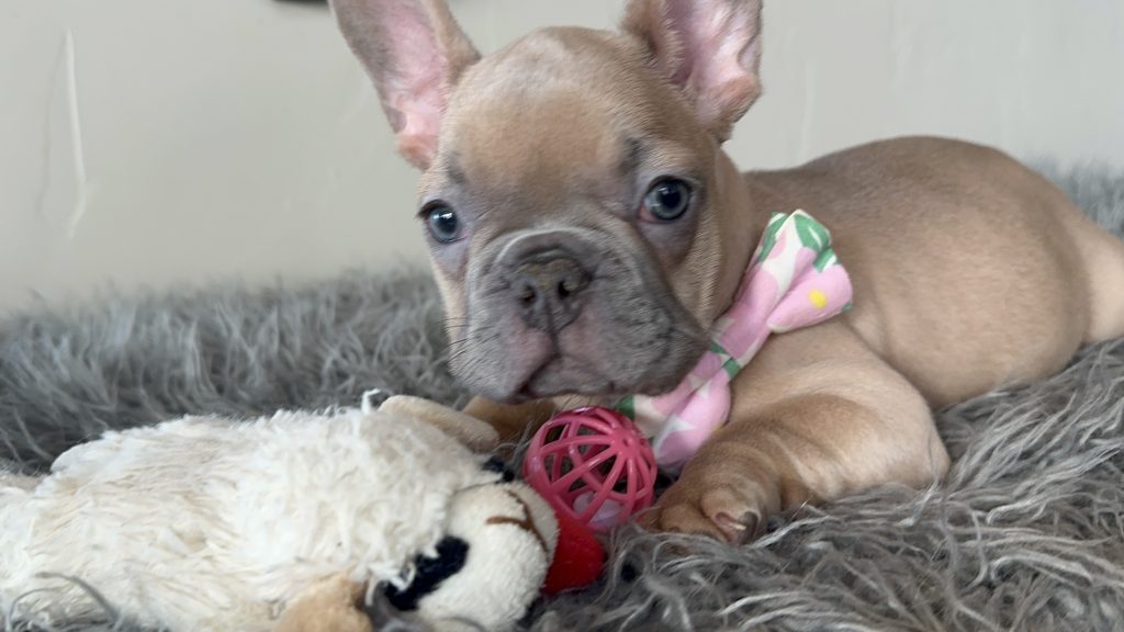 Eric | Lilac Fawn French Bulldog Male | Available on Jan 2025