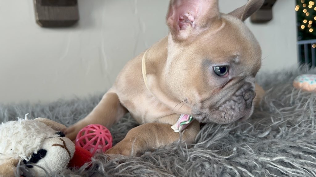Eric | Lilac Fawn French Bulldog Male | Available on Jan 2025