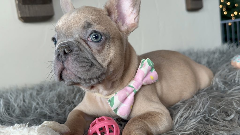 Eric | Lilac Fawn French Bulldog Male | Available on Jan 2025