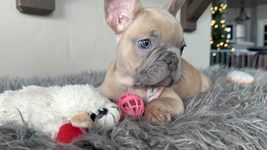 Eric | Lilac Fawn French Bulldog Male | Available on Jan 2025