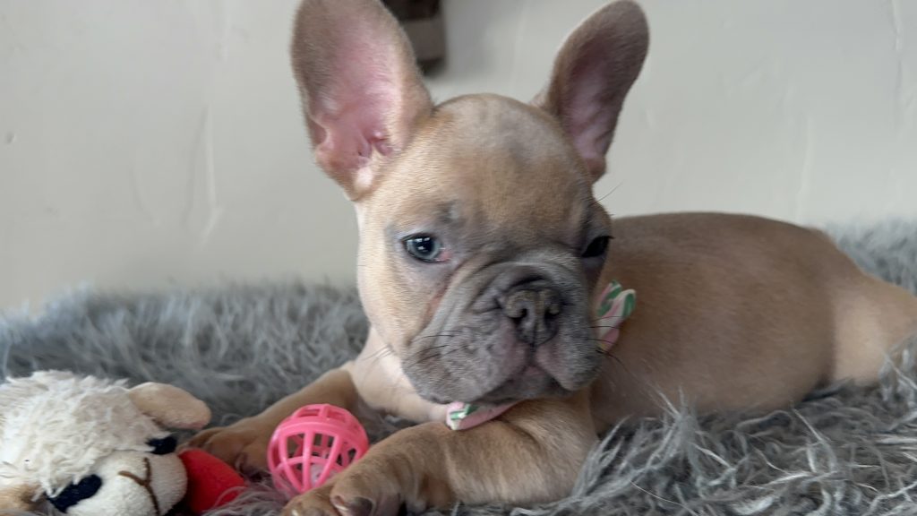 Eric | Lilac Fawn French Bulldog Male | Available on Jan 2025