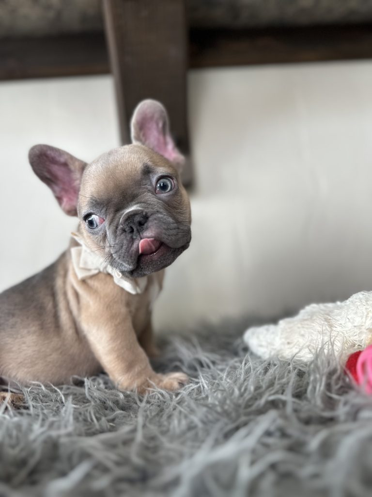 Emanuel | Lilac Fawn French Bulldog Male | Available on Jan 2025