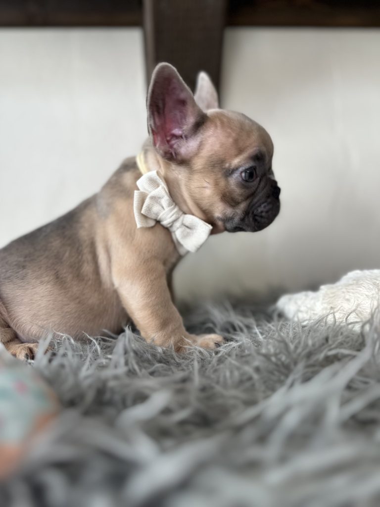 Emanuel | Lilac Fawn French Bulldog Male | Available on Jan 2025