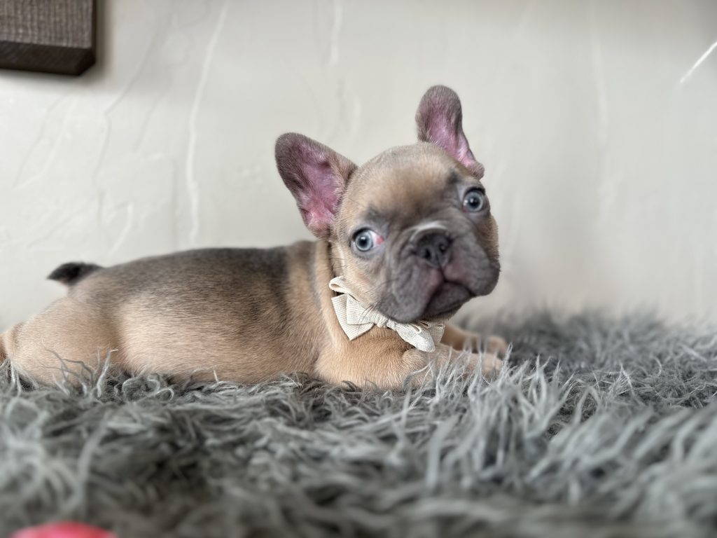 Emanuel | Lilac Fawn French Bulldog Male | Available on Jan 2025