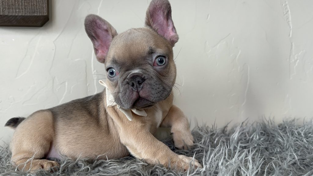 Emanuel | Lilac Fawn French Bulldog Male | Available on Jan 2025