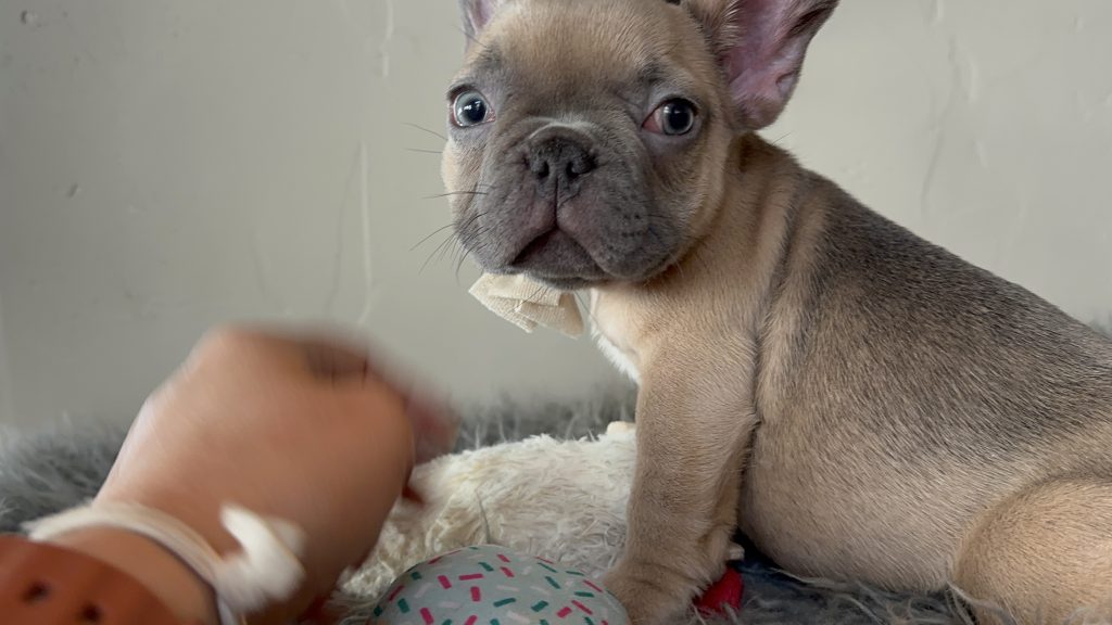 Emanuel | Lilac Fawn French Bulldog Male | Available on Jan 2025