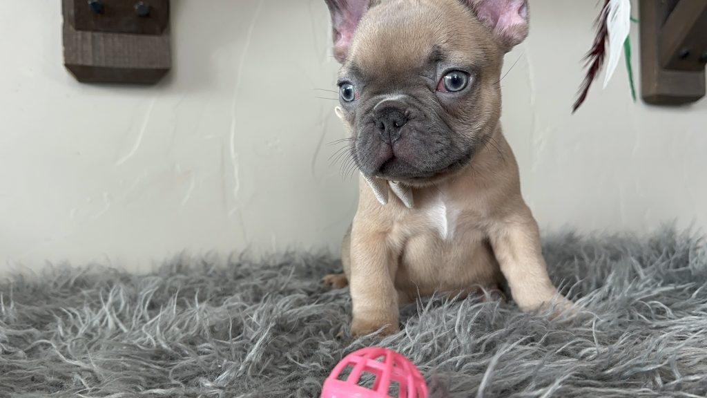 Emanuel | Lilac Fawn French Bulldog Male | Available on Jan 2025