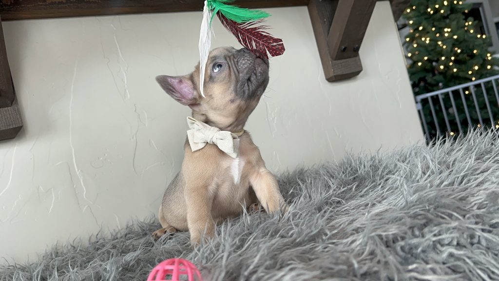Emanuel | Lilac Fawn French Bulldog Male | Available on Jan 2025