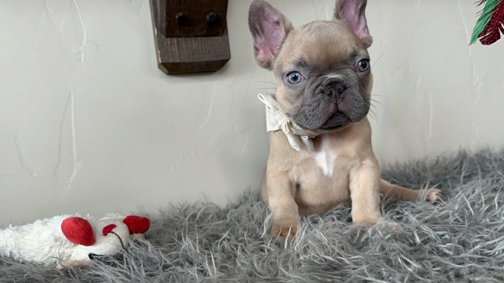 Emanuel | Lilac Fawn French Bulldog Male | Available on Jan 2025
