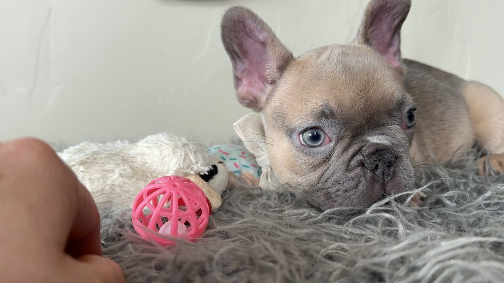 Emanuel | Lilac Fawn French Bulldog Male | Available on Jan 2025