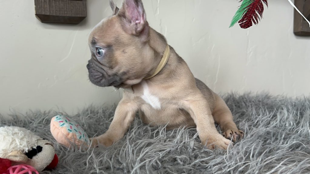 Emanuel | Lilac Fawn French Bulldog Male | Available on Jan 2025