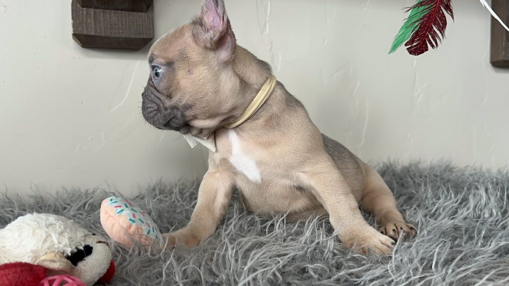 Emanuel | Lilac Fawn French Bulldog Male | Available on Jan 2025