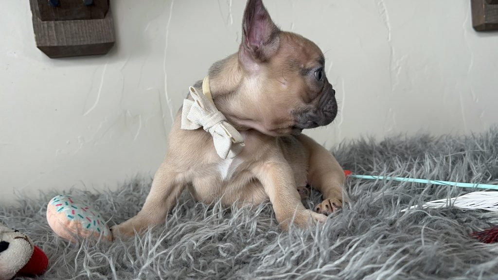 Emanuel | Lilac Fawn French Bulldog Male | Available on Jan 2025
