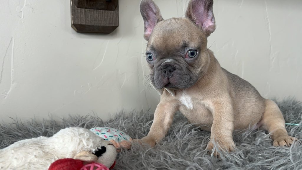 Emanuel | Lilac Fawn French Bulldog Male | Available on Jan 2025