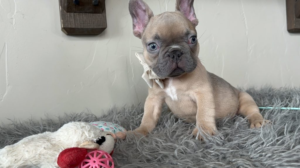 Emanuel | Lilac Fawn French Bulldog Male | Available on Jan 2025