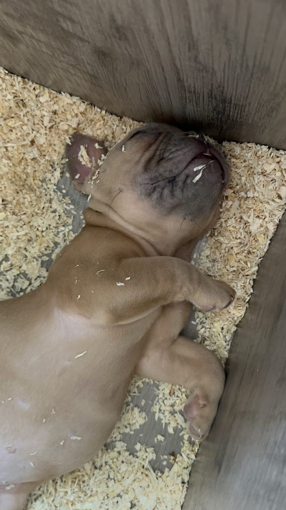 Echo | Lilac Fawn French Bulldog Male | Available on Jan 2025
