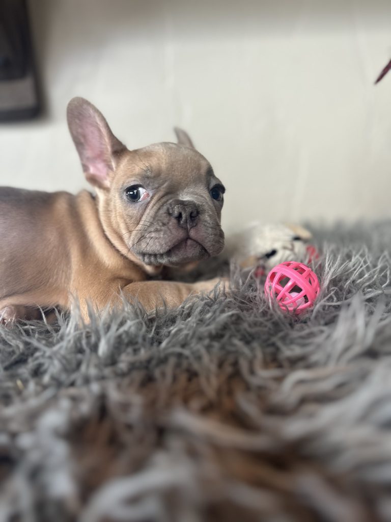 Echo | Lilac Fawn French Bulldog Male | Available on Jan 2025