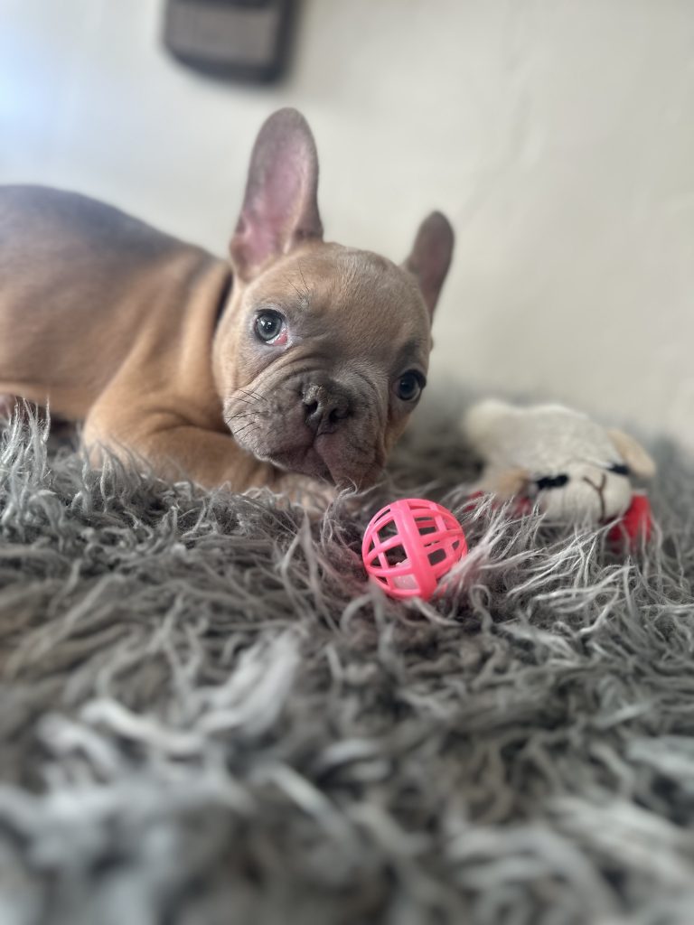 Echo | Lilac Fawn French Bulldog Male | Available on Jan 2025