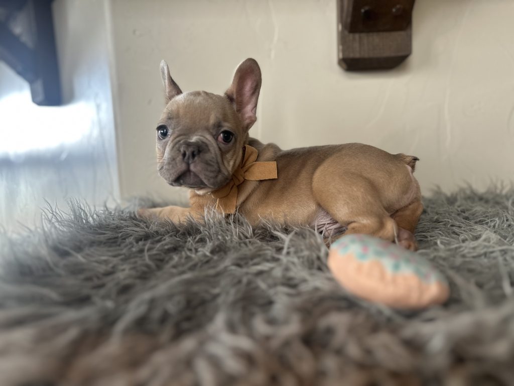 Echo | Lilac Fawn French Bulldog Male | Available on Jan 2025
