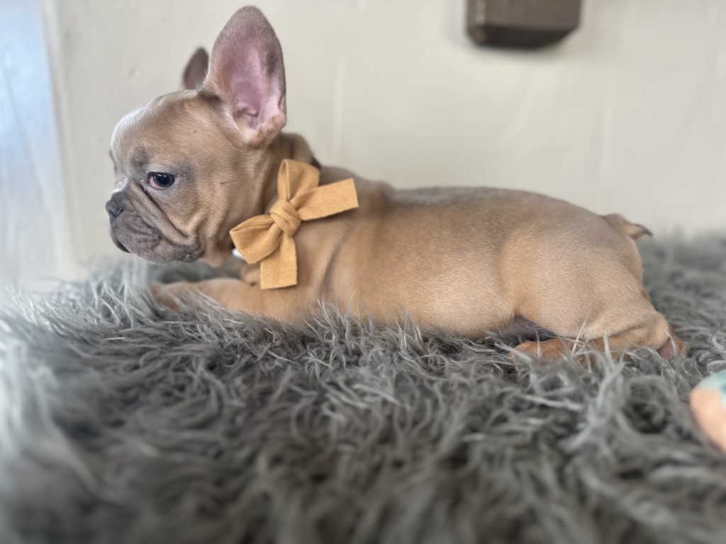 Echo | Lilac Fawn French Bulldog Male | Available on Jan 2025