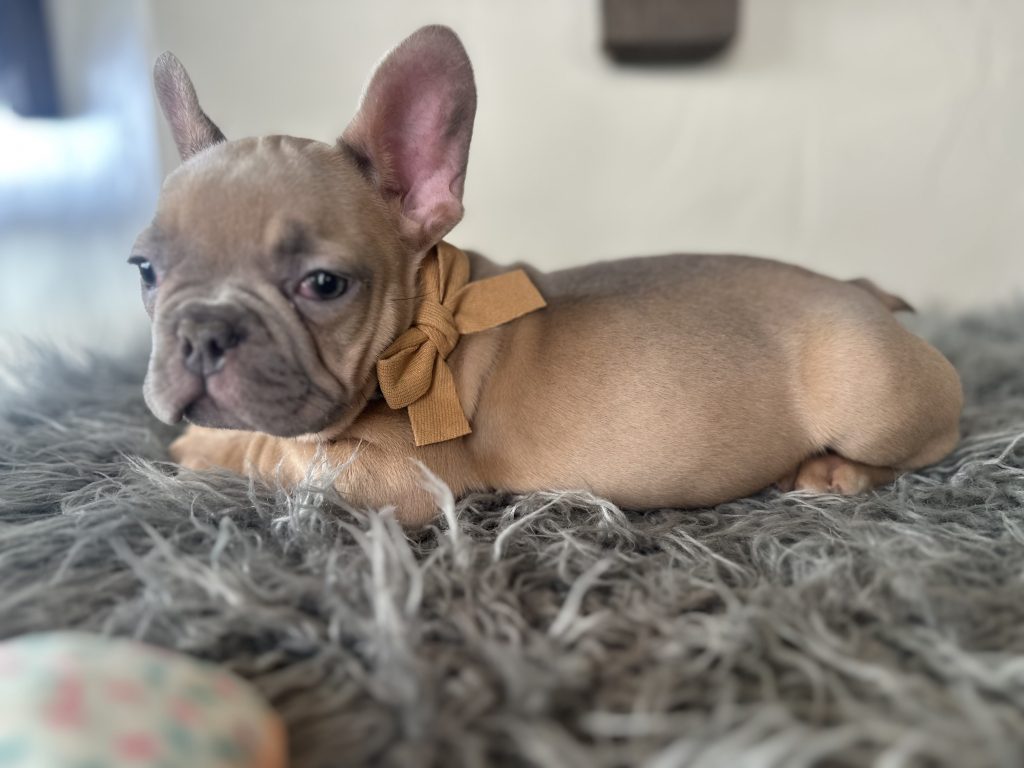 Echo | Lilac Fawn French Bulldog Male | Available on Jan 2025