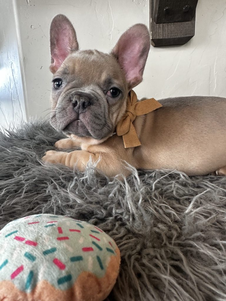 Echo | Lilac Fawn French Bulldog Male | Available on Jan 2025