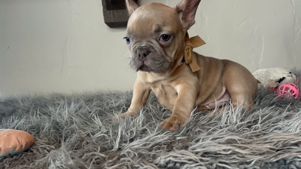 Echo | Lilac Fawn French Bulldog Male | Available on Jan 2025
