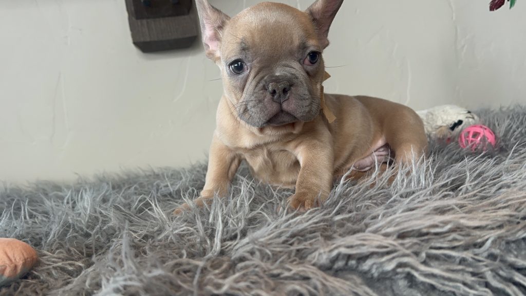 Echo | Lilac Fawn French Bulldog Male | Available on Jan 2025
