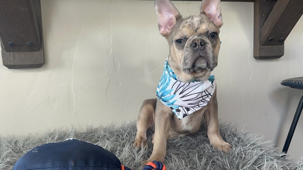 Bandit | Blue Sable Merle French Bulldog Male | Available Now