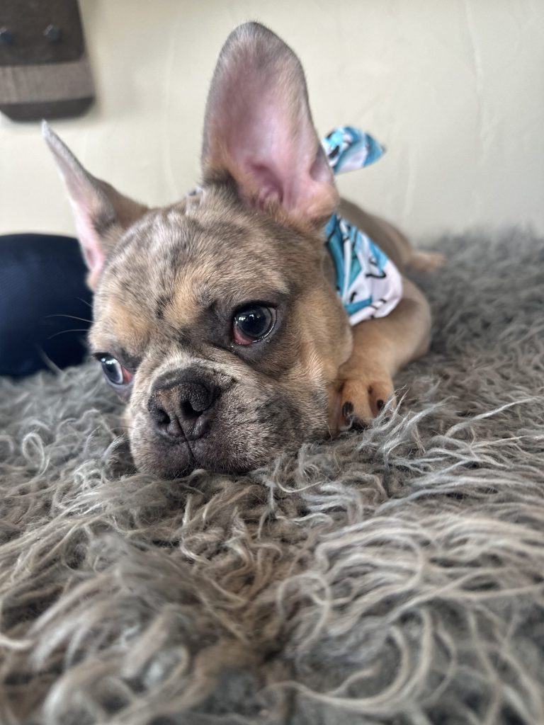 Bandit | Blue Sable Merle French Bulldog Male | Available Now