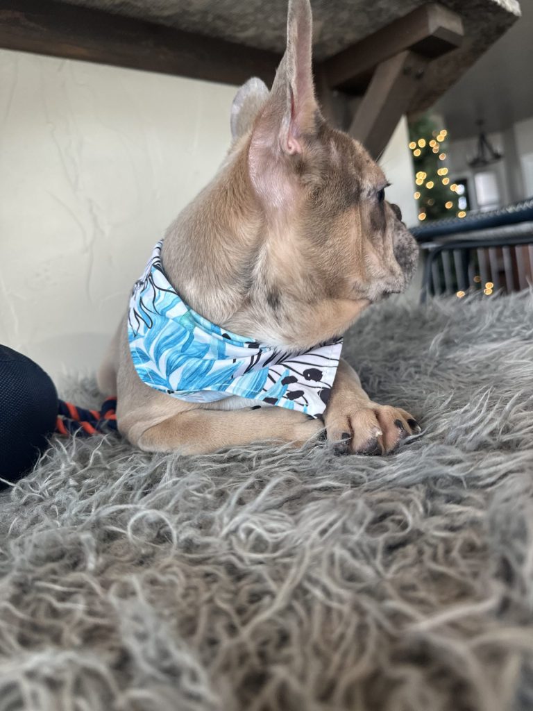 Bandit | Blue Sable Merle French Bulldog Male | Available Now