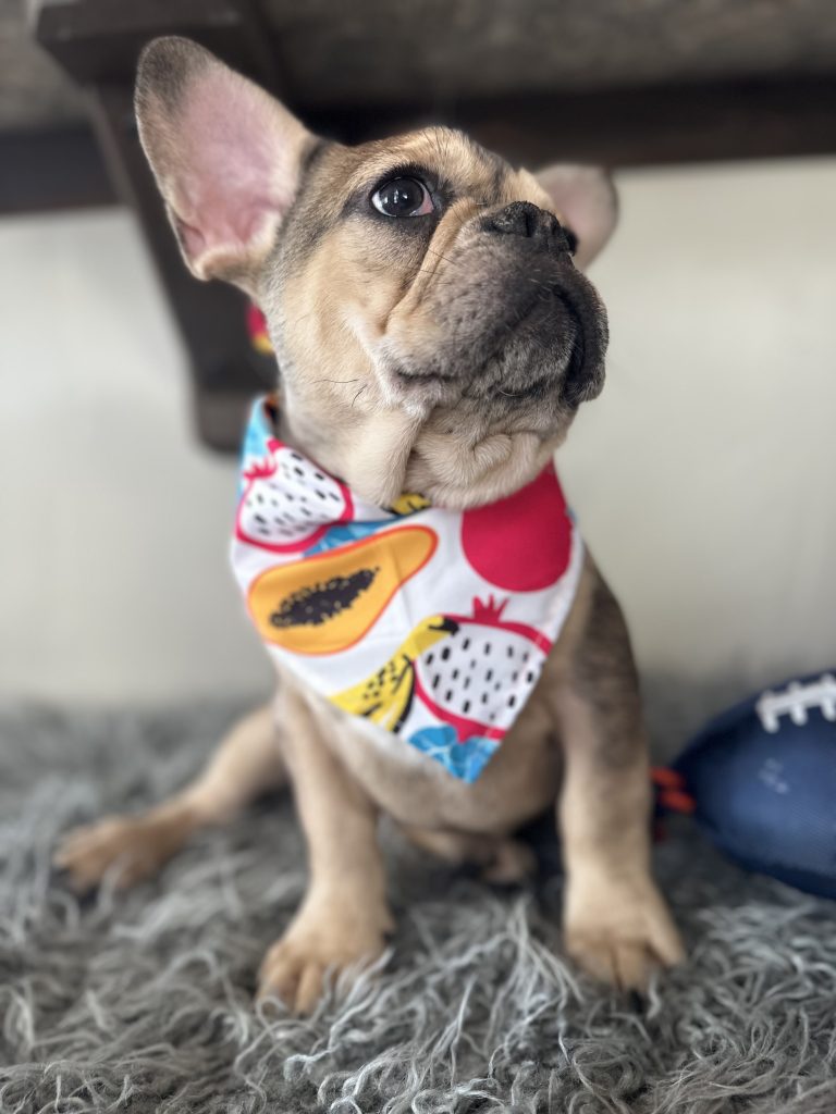 Backster | Blue Sable Merle French Bulldog Male | Available Now